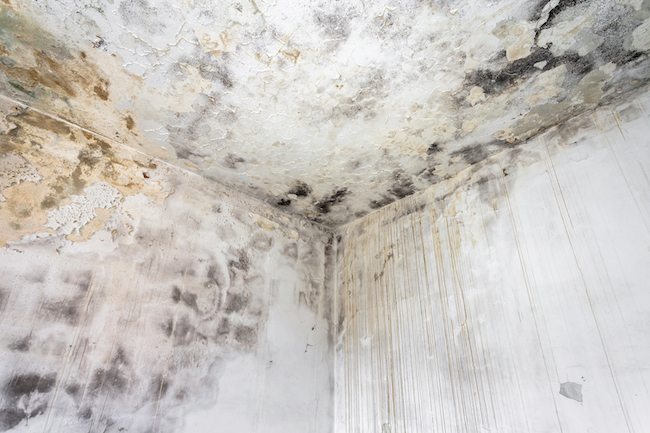 PNW Contractors LLC/ mold removal